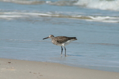 Tringa semipalmata semipalmata