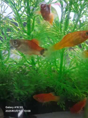 Platy