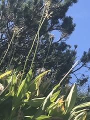 Allium victorialis