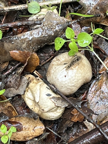 iNaturalist observation photo of common puffball