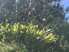Allium victorialis