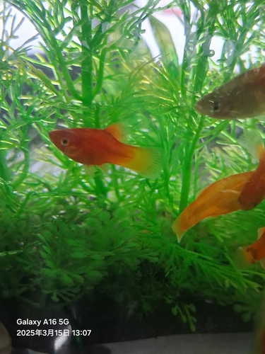Platy