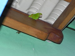 Psittacara leucophthalmus