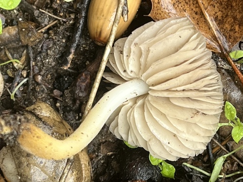 iNaturalist observation photo of Marasmius albogriseus
