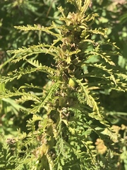 Pedicularis foliosa