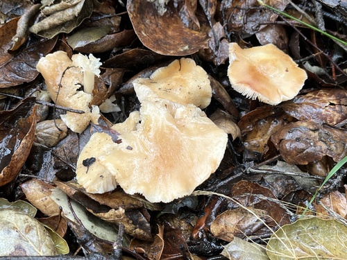 iNaturalist observation photo of Oak-loving Gymnopus