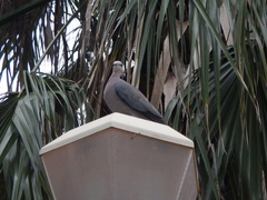 Streptopelia semitorquata