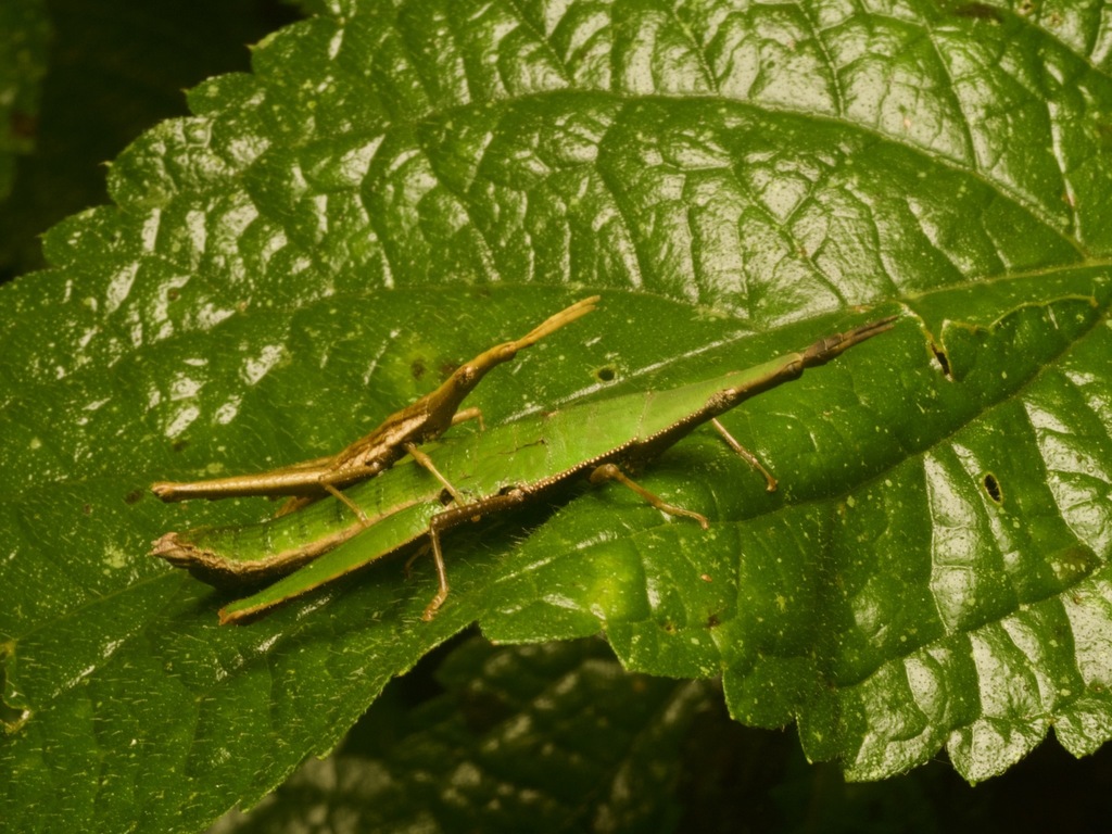 Gaudy Grasshopper
