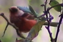 Pink-headed Warbler (Cardellina versicolor), photo 2