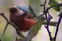 Pink-headed Warbler (Cardellina versicolor), photo 2