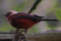 Pink-headed Warbler (Cardellina versicolor), photo 3