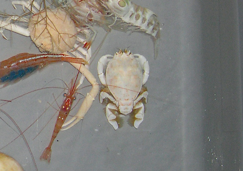 Notopoides latus, 2006-10-21