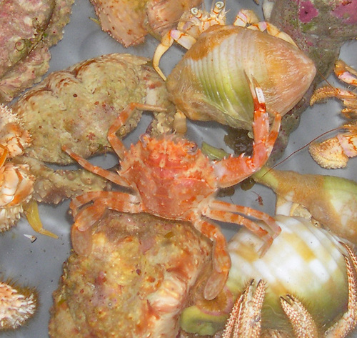 Lupocyclus quinquedentatus, 2006-10-21