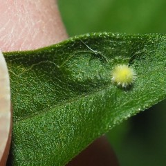 Rhopalomyia anthophila