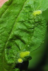 Rhopalomyia anthophila