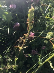 Pedicularis ascendens