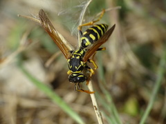 Polistes dominula