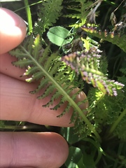 Pedicularis ascendens