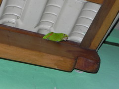 Psittacara leucophthalmus