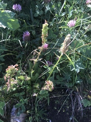 Pedicularis ascendens