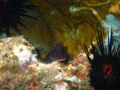 Ophioblennius macclurei