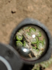 Myriopteris intertexta