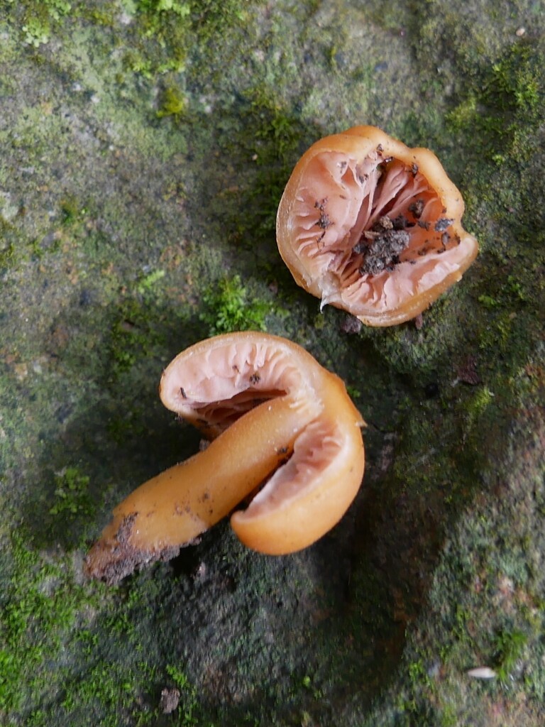 Macrocystidia reducta · March 2025 · photo: © alice_shanks (iNaturalist, cc-by)