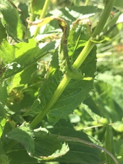 Crepis pyrenaica