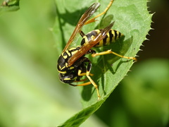 Polistes dominula