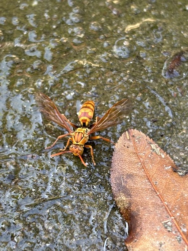 Polistes japonicus