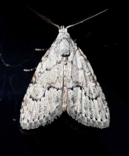 Confused Meganola Moth photo 4