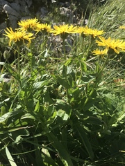 Crepis pyrenaica