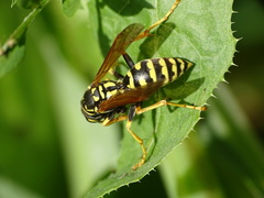 Polistes dominula