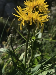 Crepis pyrenaica