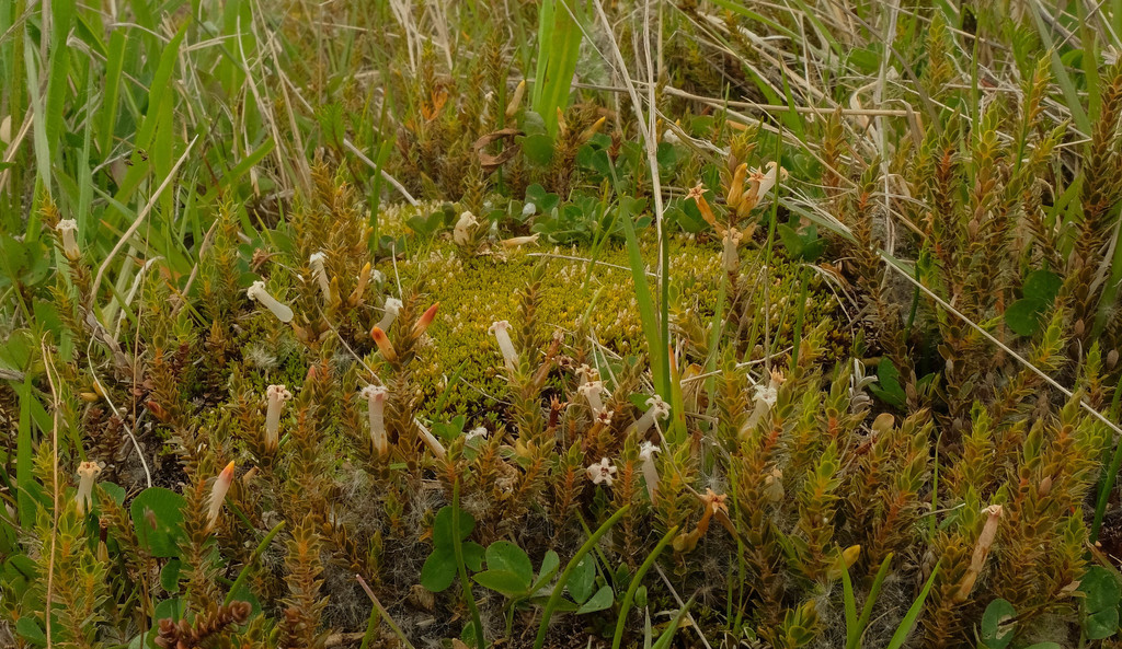 Patotara from Selwyn District, Canterbury, New Zealand on November 16