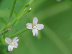 Epilobium ciliatum