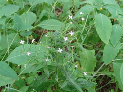 Epilobium ciliatum