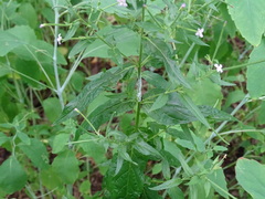 Epilobium ciliatum