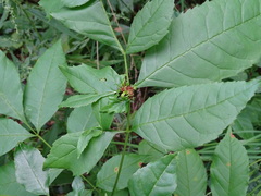 Phytoplasma fraxini