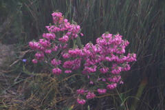 Erica abietina constantiana
