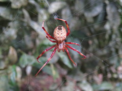 Araneus venatrix