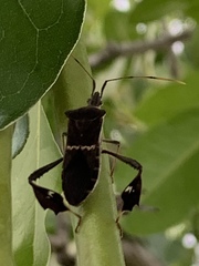 Leptoglossus concolor