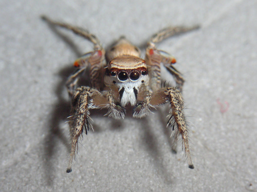 Aztec Paradise Spider