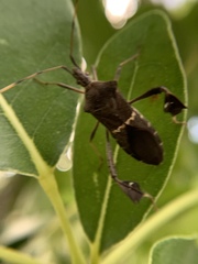 Leptoglossus concolor