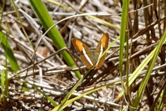 Adelpha cytherea