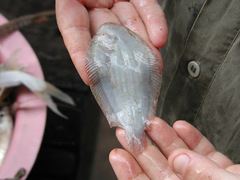 Apionichthys finis