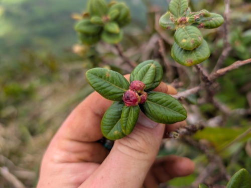 Image of Lehua Papa (Metrosideros rugosa) by (c) Damien Wallace, some rights reserved (CC BY)