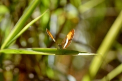 Adelpha cytherea