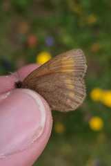 Erebia pharte