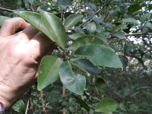 Citrus reticulata